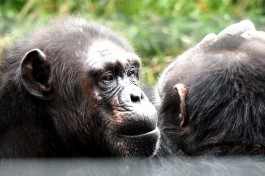 Chimps at Sweetwaters Conservancy, Kenya  by Laika ac