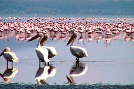 Flamingos at Lake Nakuru, Kenya  by Dan Heap