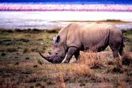 Lake Nakuru rhino, Kenya  by Bernard Dupont