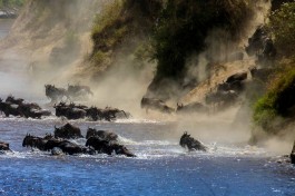 Great Migration, Kenya Safari Masai Mara  by James H