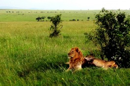 Masai Mara lions, Kenya Safari  by Stephen Kennedy