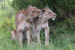 Moremi safari lions, Botswana  by Lip Kee Yap