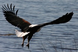 Botswana Safari eagle 