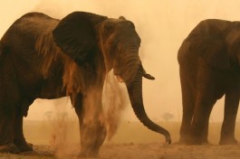 Chobe safari elephants 