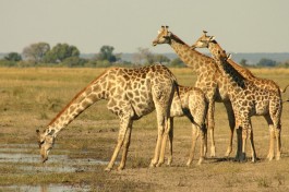 Chobe giraffes, Botswana Safari 