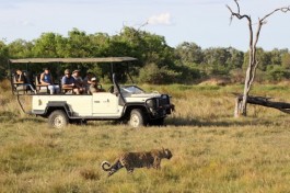 Chobe safari game drive 