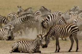 Serengeti zebras  by Colin J. McMechan