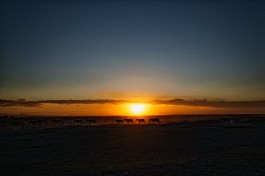 Zebras at sunet 