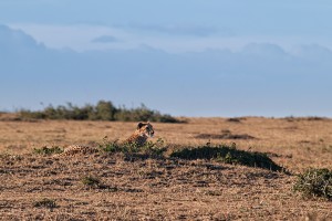 Wild cheetah