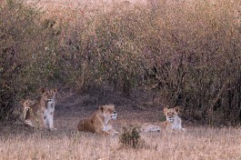 Pride of lions 