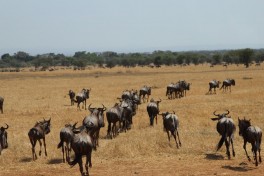 Wildebeest migration 