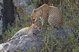 Leopards 