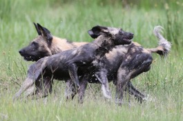Wild Dogs in Khwai  by Lip Kee Yap