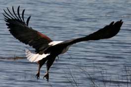 Fish eagle  