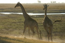 Giraffes in Chobe 