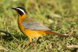 Robin chat white-browed 