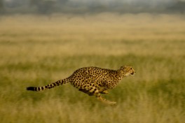 Cheetahrunning 