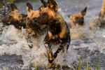 Wild dog pack in Khwai 
