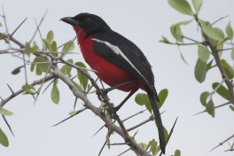 Shrike crimson-breasted 