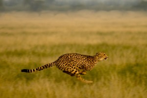 Cheetah running
