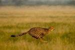Cheetah running 