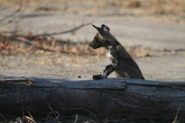 Wild dog pup  