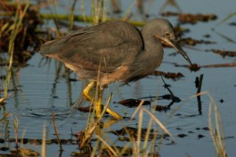 Egret slaty 