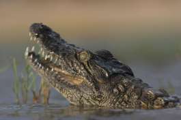 Baby Crocodile 