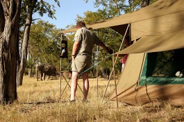 Elephant and tent 