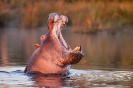 Hippo yawn 
