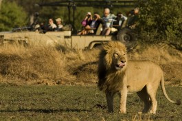 Vehicle and lion 