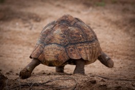 Wildlife of Greater Kruger Park  by Pinguino on Flickr