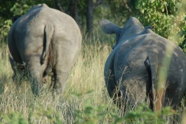 Rhinos on Kruger Safari  by Joe Ross