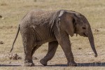 Kruger Safari baby elephant  by Benh LIEU SONG