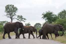 Big 5 Kruger Safari elephant  by Chris Eason
