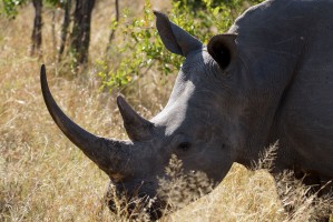 Kruger Safari - Big 5 rhino by Heribert Bechen