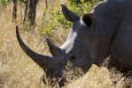 Kruger Safari - Big 5 rhino  by Heribert Bechen