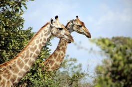 Kruger Safari giraffes  by flowcomm