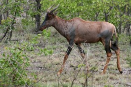 Kruger Safari tsessebe  by Abspires40