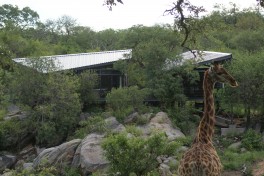 Balule safari lodge 