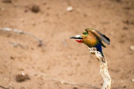 Bee-eater, Balule, Greater Kruger Safari  by Ryan Kilpatrick