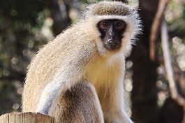 Vervet Monkey, Greater Kruger Safari  by David Collins
