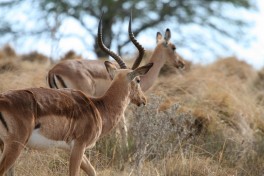 Kruger safari impala  by Matt MacGillivray