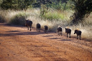 Kruger warthogs by Heribert Bechen