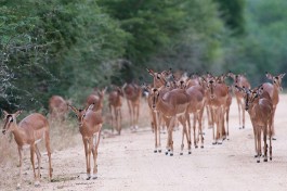 Impala on Kruger Safari  by Chris Eason