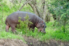 Greater Kruger Safari hippo  by Bernard Dupont
