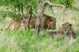 Kruger lion sighting on safari  by Bernard Dupont