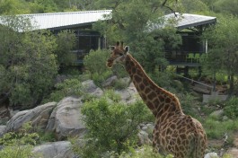 Wildlife at safari lodge 