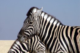Zebra  by Damien du Toit