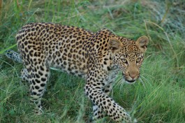 Leopard  by Joachim Huber